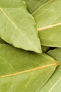 Bay Leaf - Whole - The Spice Guy